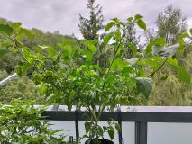 IMG_20240805_093202