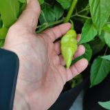 IMG_20240806_190020