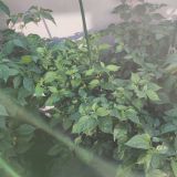 IMG_20240806_185916