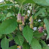 IMG_20240806_185726