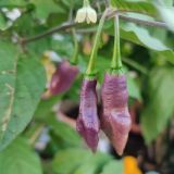 IMG_20240806_185721
