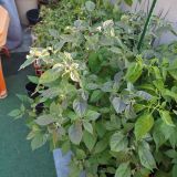 IMG_20240806_185630
