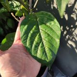 IMG_20240806_185538