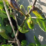 IMG_20240806_185418