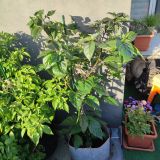 IMG_20240806_185357