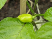 paprička habanero red savina