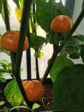IMG_20240809_180533