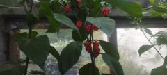 IMG_20240810_192620
