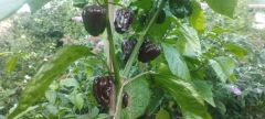 IMG_20240810_192811