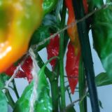 IMG_20240812_200643