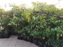 IMG_20240815_192944