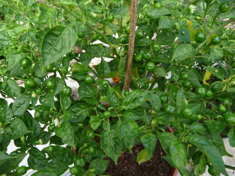 P1100882