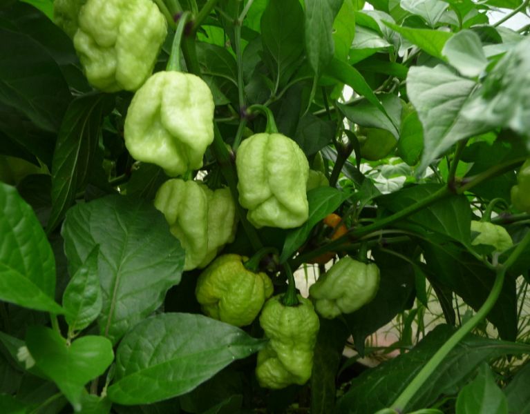 P1100891