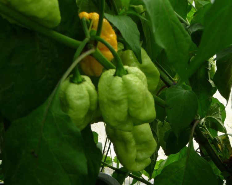 P1100895
