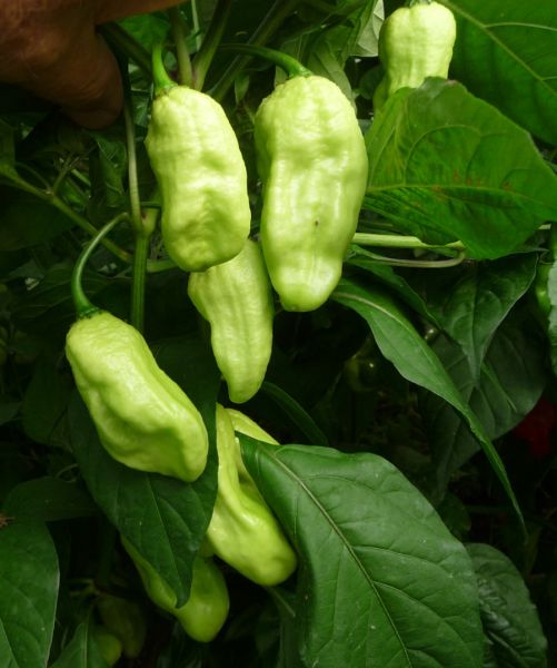 P1100896