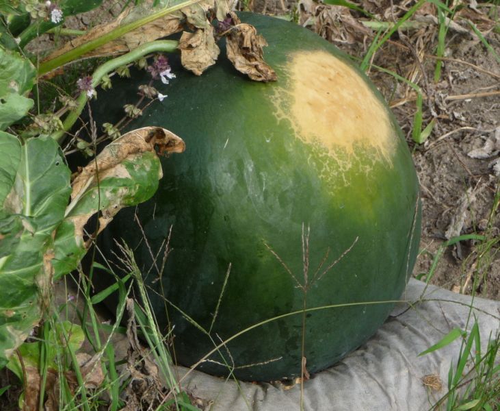 P1100900