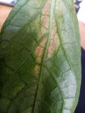 IMG_20240816_163529