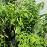 IMG_20240817_113448