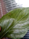 IMG_20240819_171313