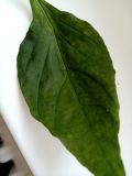 IMG_20240820_093359