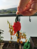 IMG_20240820_082203
