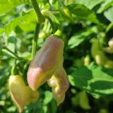 IMG_20240818_162728
