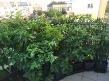 IMG_20240821_191838
