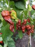 IMG_20240822_174733