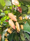 IMG_20240822_175735