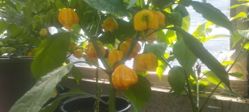 IMG_20240825_110343