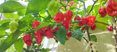 IMG_20240825_133849