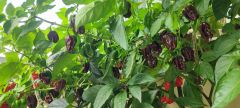 IMG_20240825_133816
