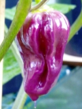 Purple Bhut Jolokia