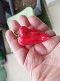 IMG_20240825_182744