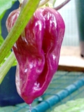 Purple Bhut Jolokia2