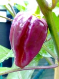 Purple Bhut Jolokia3