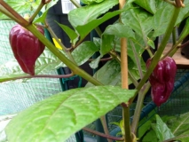 Purple Bhut Jolokia4