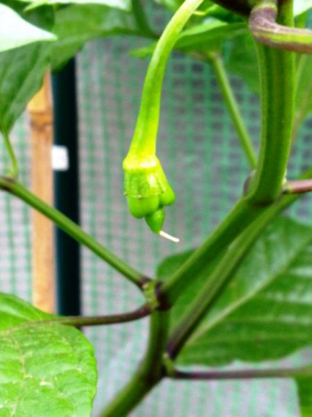 Trinidad Scorpion Butch T