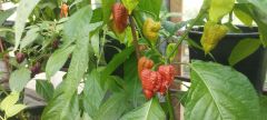 IMG_20240831_094601