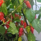 IMG_20240831_163533