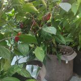 IMG_20240831_163433