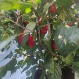 IMG_20240831_163431