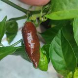 IMG_20240831_163339