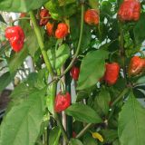 IMG_20240831_163326