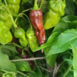 IMG_20240831_163250