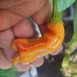 IMG_20240831_163225