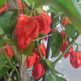 IMG_20240831_163203