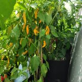 IMG_20240831_160041