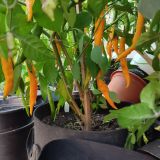 IMG_20240831_160033