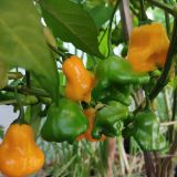 IMG_20240831_160021